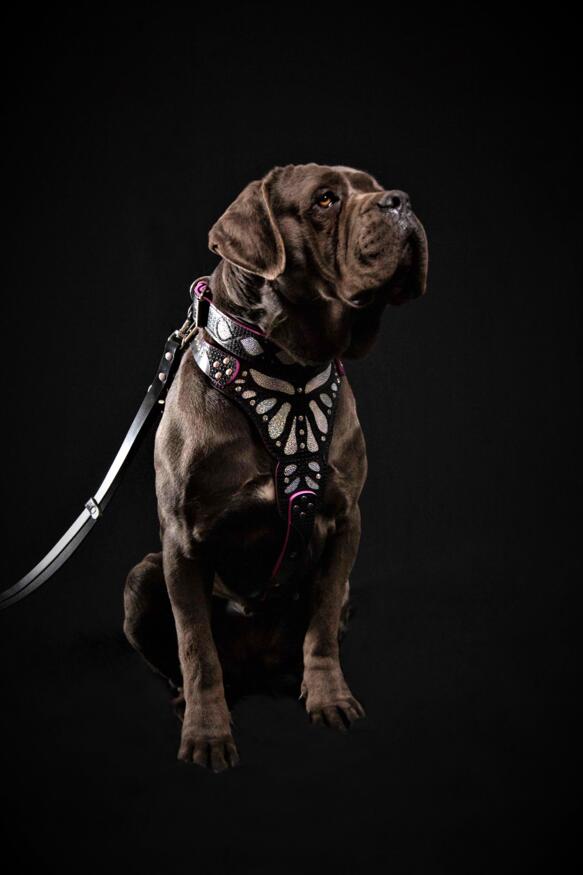 The ''Ariel'' harness