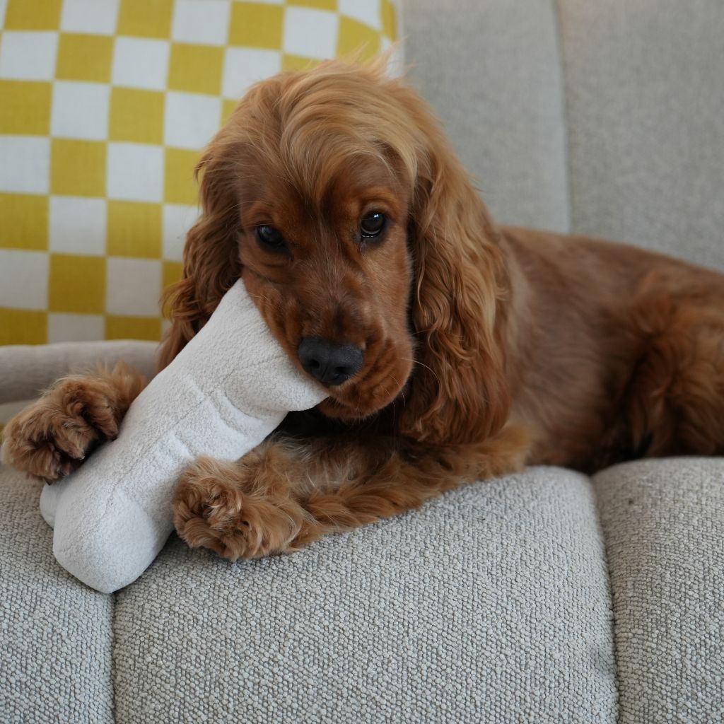 bone toys