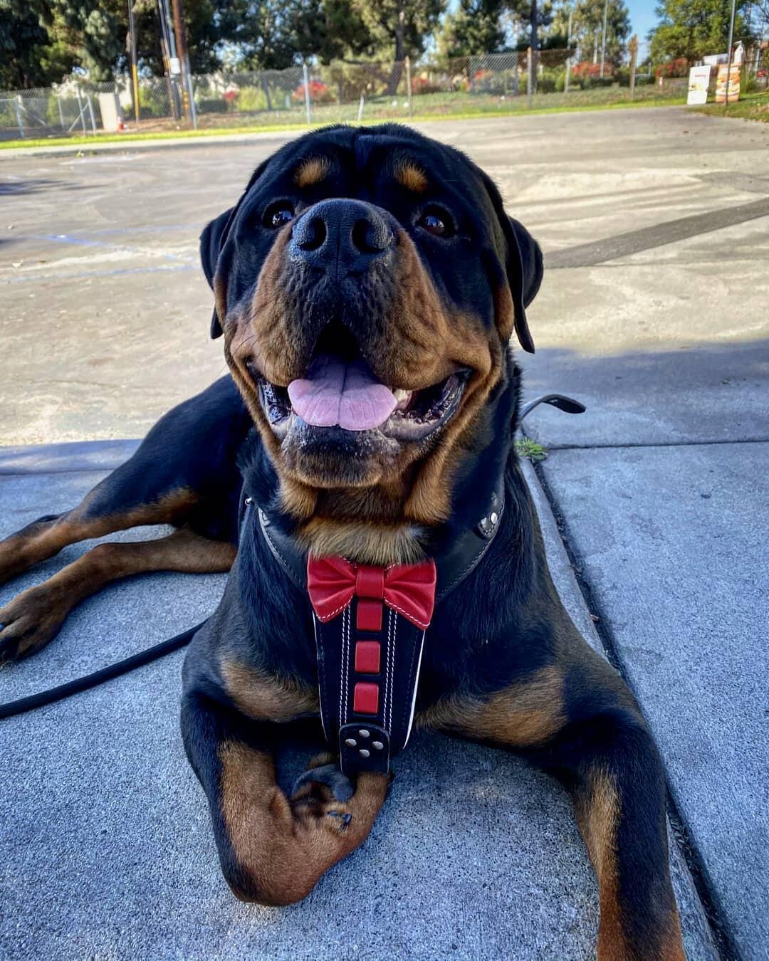 Bestia ''Bowtie'' lederen tuigje