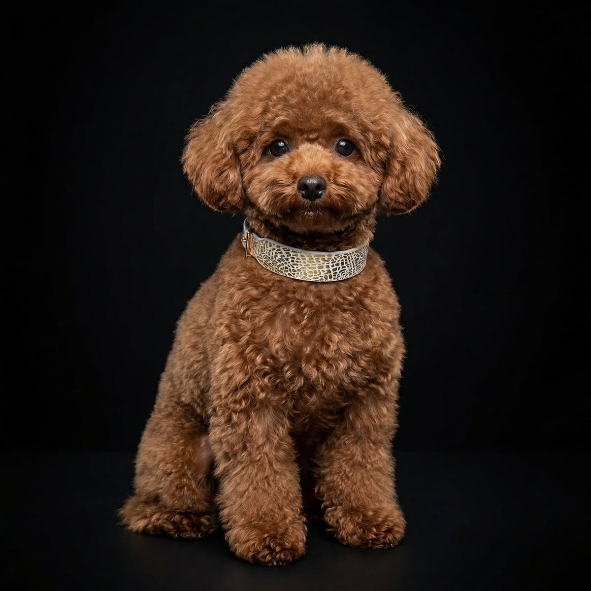 The "Balthazar" puppy collar